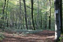 Sentier de randonnée à Chavannes-sur-l'Etang
