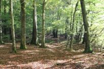 Sentier de randonnée à Chavannes-sur-l'Etang